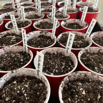 Seed starting in cups